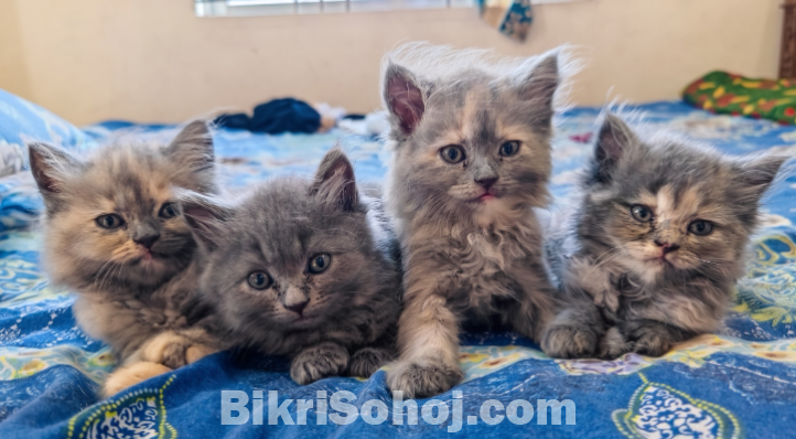 Persian Kitten (Doll Face)